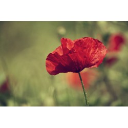 adhesif mural coquelicot cuisine