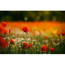 adhesif mural coquelicot longue tige