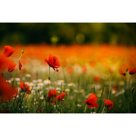 adhesif mural coquelicot longue tige