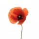 adhesif mural coquelicot champs orange