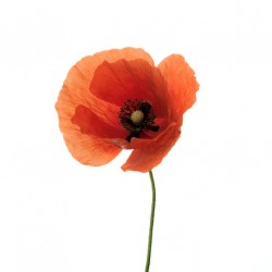 adhesif mural coquelicot champs orange