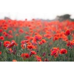 autocollant mural coquelicot pas cher