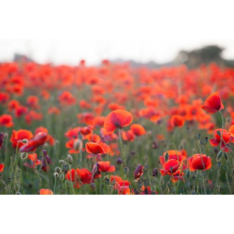 autocollant mural coquelicot pas cher