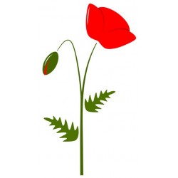 stickers mural coquelicot