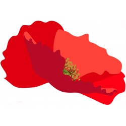 sticker coquelicot geant