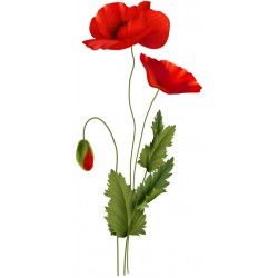 sticker coquelicot grand