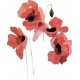 sticker coquelicot deco