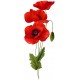 sticker coquelicot pour decorer
