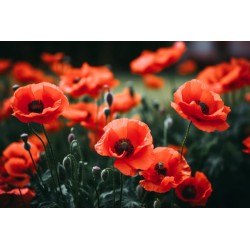 sticker coquelicot salon