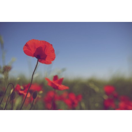 sticker coquelicot tendance