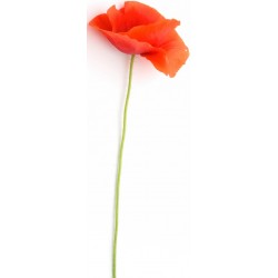 stickers coquelicot decoration