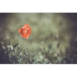 stickers coquelicot geant