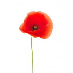 stickers coquelicot gris