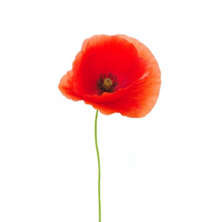 stickers coquelicot gris