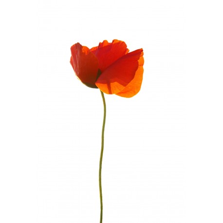 stickers coquelicot longue tige