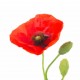 stickers coquelicot pas cher