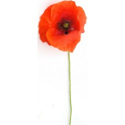 stickers coquelicot pour decorer