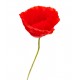stickers coquelicot rouge