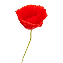 stickers coquelicot rouge