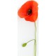 stickers coquelicot rouge blanc