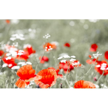 stickers coquelicot salon