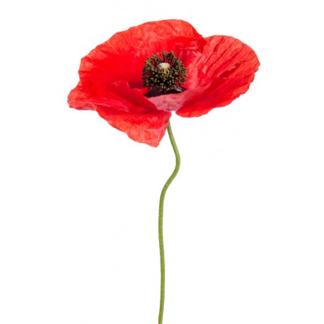 stickers coquelicot cuisine