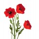 stickers coquelicots tendance