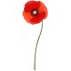 stickers coquelicots vert rouge