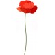 stickers muraux coquelicot