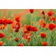stickers muraux coquelicot chambre