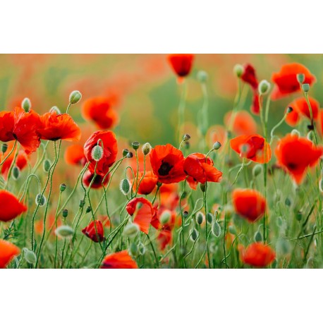 stickers muraux coquelicot chambre