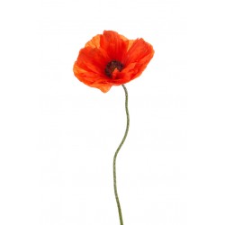 stickers muraux coquelicot cuisine