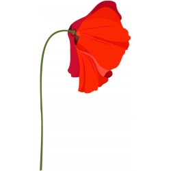 stickers muraux coquelicot deco