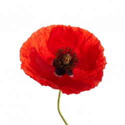 stickers muraux coquelicot decoratif