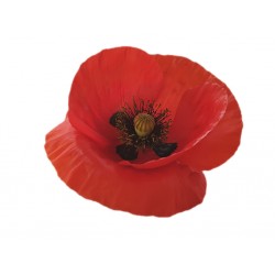 stickers muraux coquelicot fin