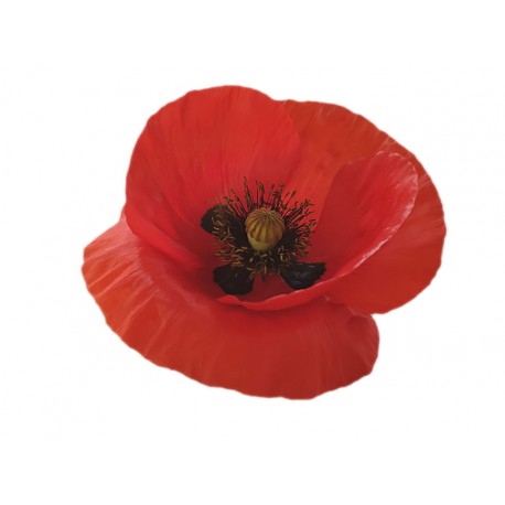 stickers muraux coquelicot fin