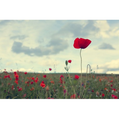 stickers muraux coquelicot pas cher