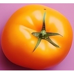 stickers fruit rigolo tomate longue