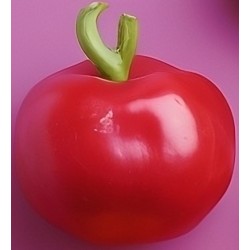 stickers fruit rigolo poivron jaune