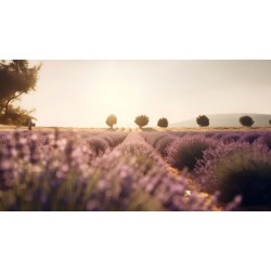 stickers voiture bebe