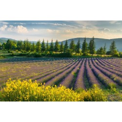 autocollant mural lavande