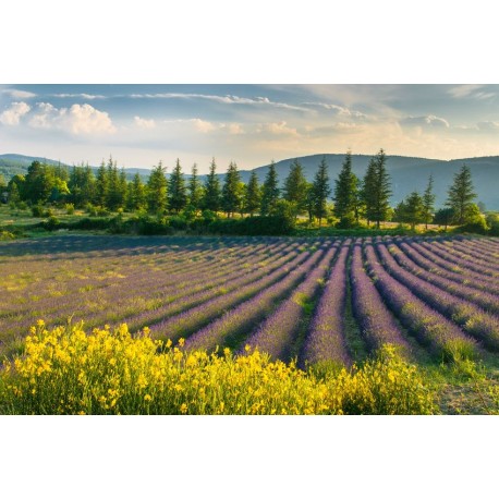 autocollant mural lavande