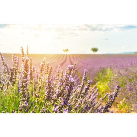 sticker lavande deco