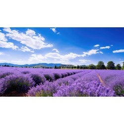 sticker lavande decoration