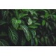 sticker lierre deco