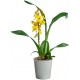 autocollant orchidee chambre
