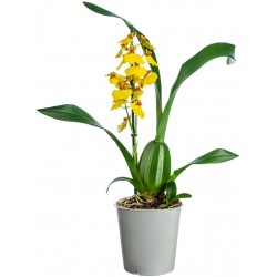 autocollant orchidee chambre