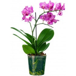 autocollant orchidee deco