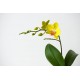 autocollant orchidee deco salon