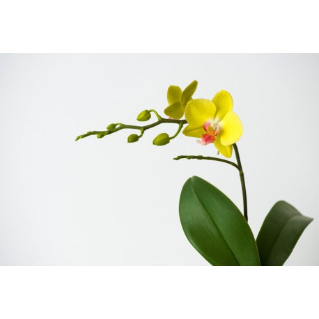 autocollant orchidee deco salon